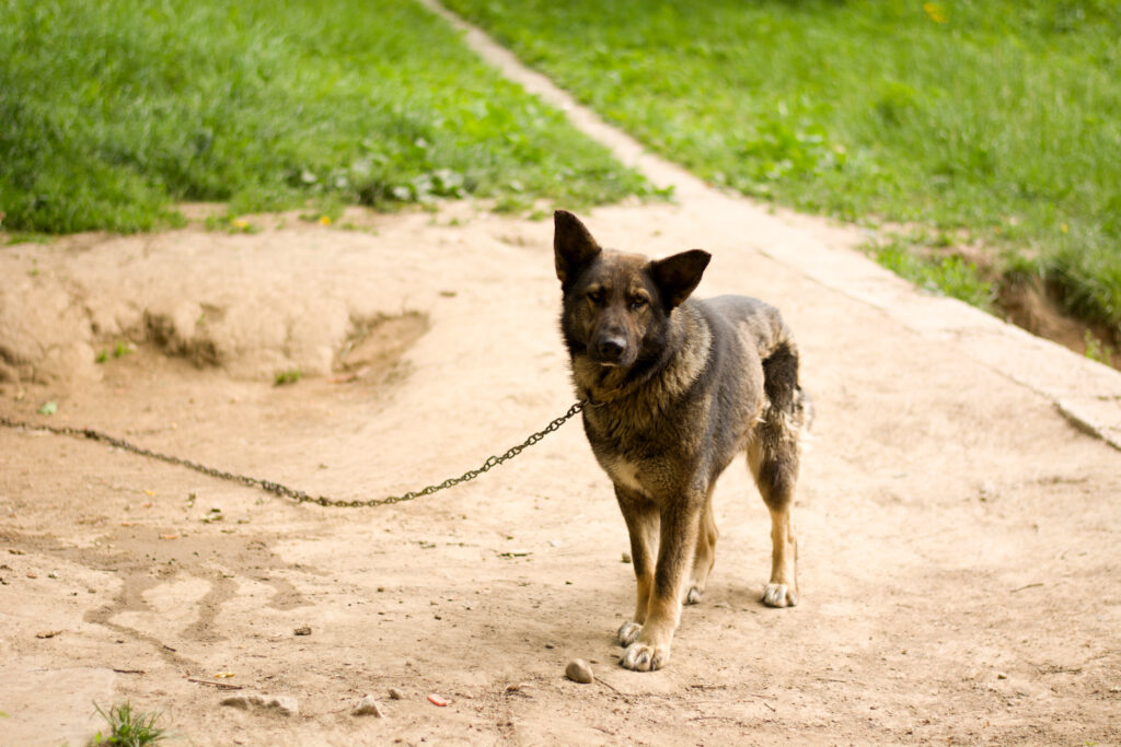 dog bite lawyer